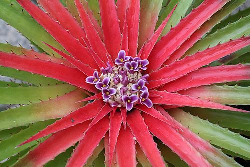 Bromelia humilis